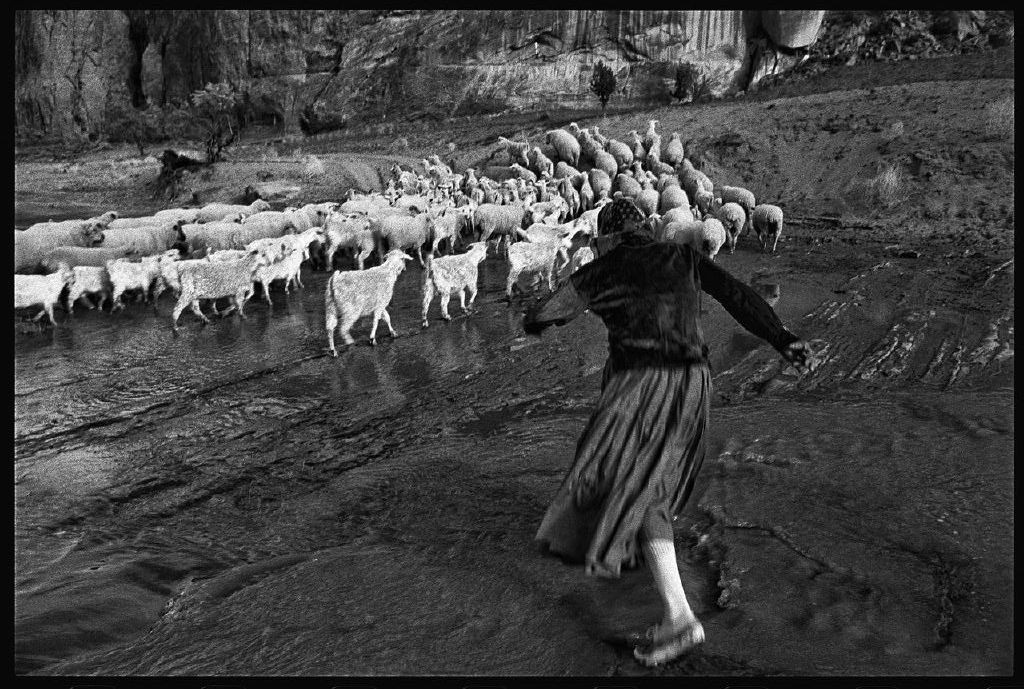 minnie chasing sheep though navaho creek